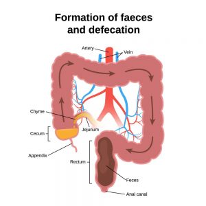 Formation of faeces