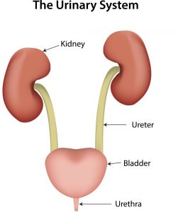 The Urinary Syetm Latchkey Incontinence