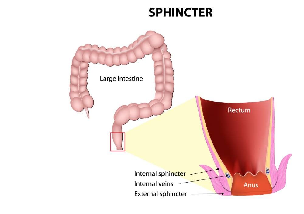 bowel incontinence sphincter muscle